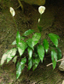 Spathiphyllum uxpanapense